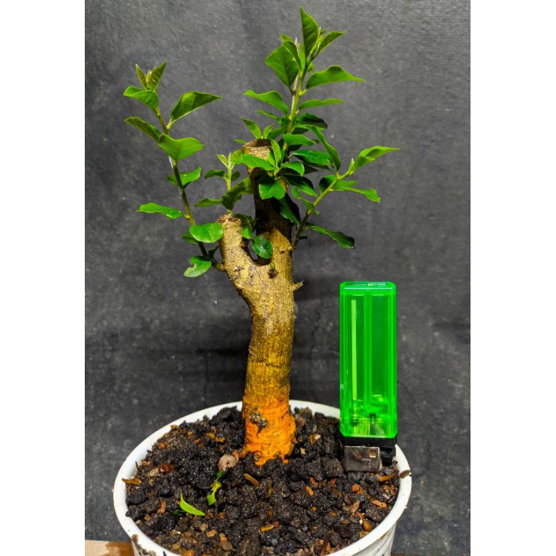 bahan bonsai sisir kaliage mame karakter