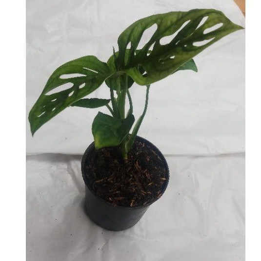 Monstera Acuminata Tanaman Hias - Janda Bolong Acuminta