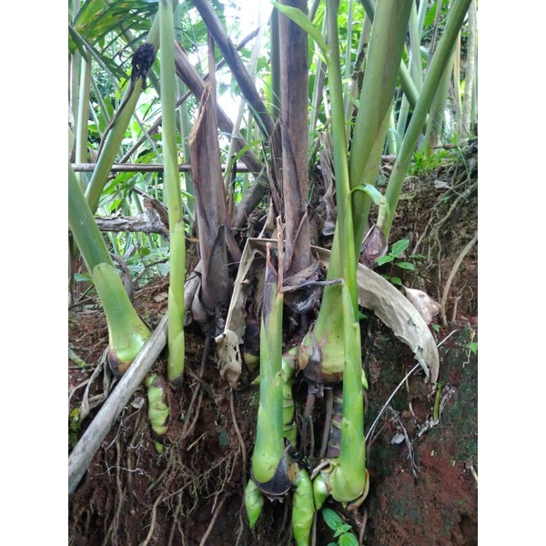 Bibit Tunas Bonggol Kecombrang Hijau/ Bibit Honje, combrang hijau