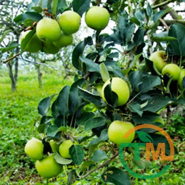 Bibit Buah Apel Manalagi - Batu - Malang