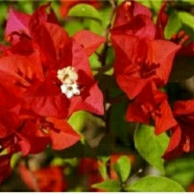 Tanaman Bunga Bugenvil Merah Fanta Shopee Indonesia