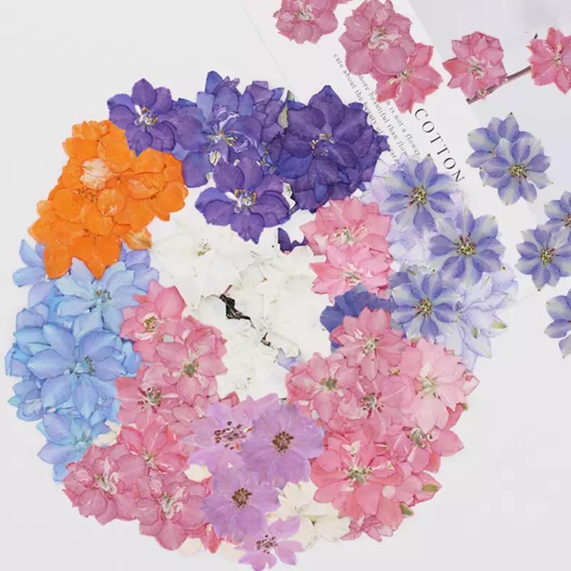 Bunga Larkspur Kering Dried pressed flower