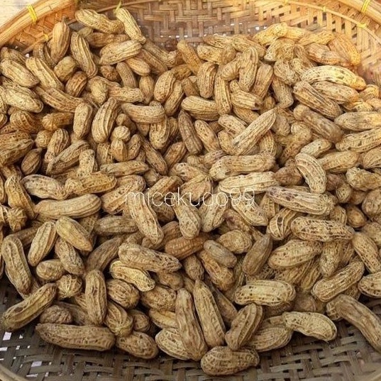 

KACANG KULIT MENTAH 1 KG SEGAR / FRESH RAW PEANUT / SAYUR DENPASAR