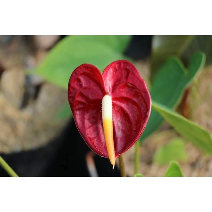 Tanaman bunga Anthurium Bangkok anturium BERVARIASI - BAKUL KEMBANG