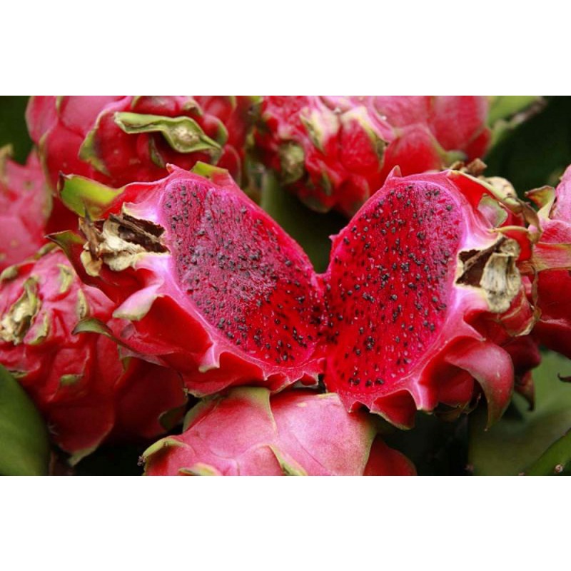 

BUAH NAGA / Dragon fruit Asli Jawa Tengah