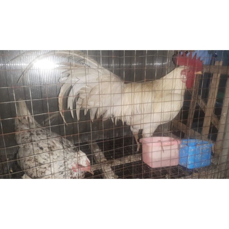 Jual Ayam Kampung Asli Aka Liar Sepasang Jantan Betina Shopee