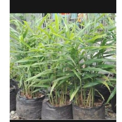 tanaman jahe merah/ bibit jahe merah unggul