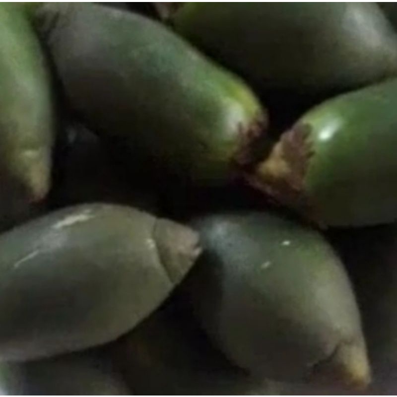 

pinang muda Jambe herbal