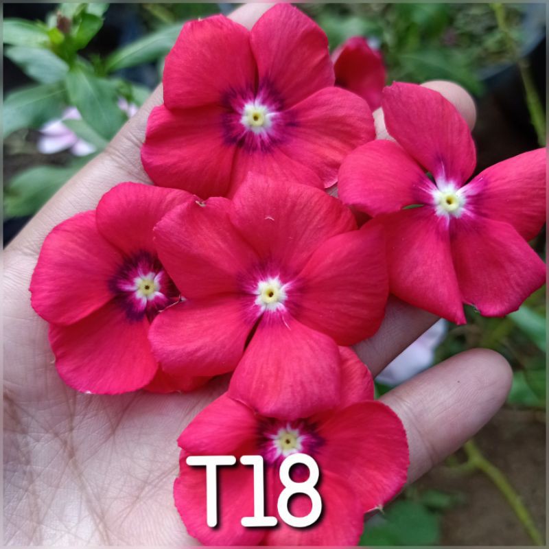 benih vinca T18..vinca.vinca mix warna.vinca exotic..vinca.bunga vinca tegak.benih vinca.vinca tegak