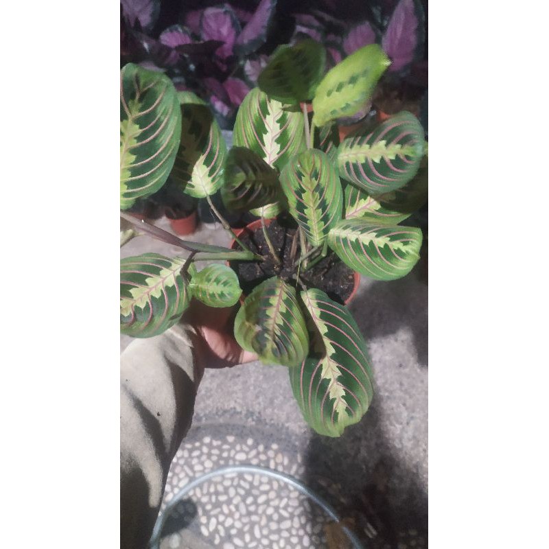 

calatea maranta/kepiting