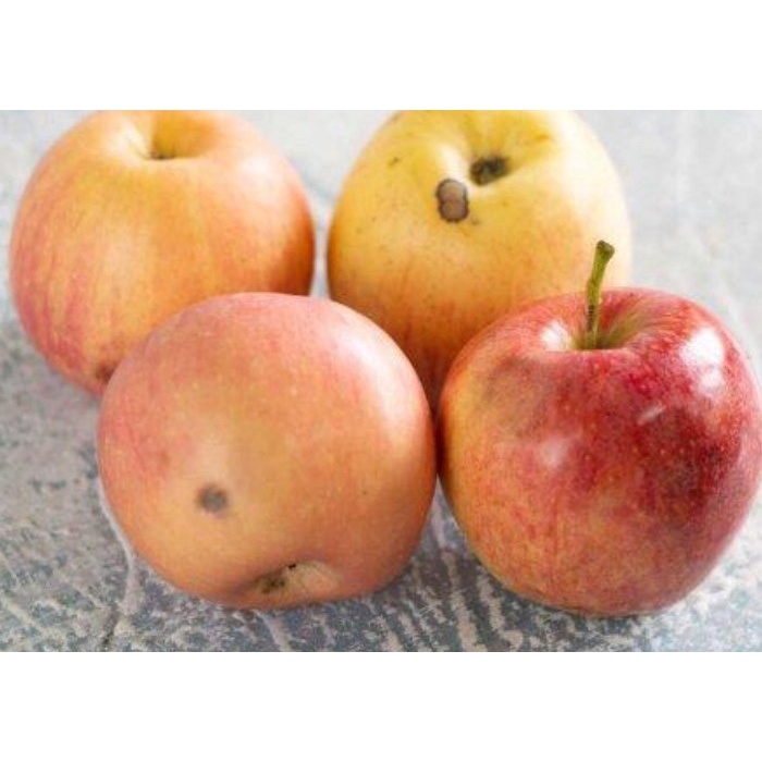 Buah Apel Fuji Apple Import 1kg Cacat Alam Memar Cocok untuk Juice