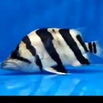 ikan datz Sumatra dan borneo