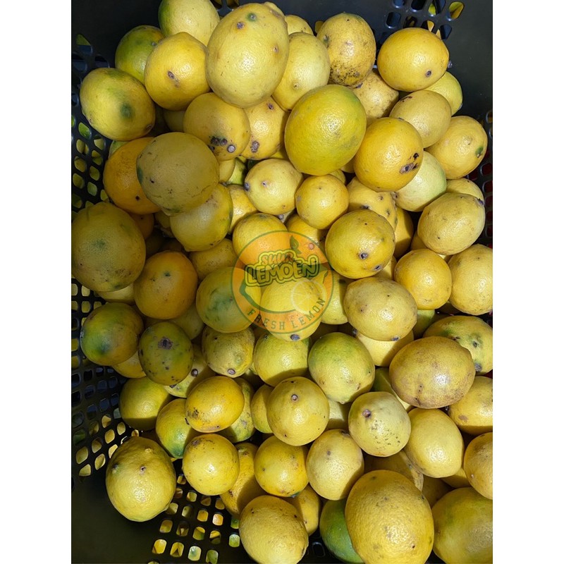 BUAH LEMON California RIJECT PERASAN AIR BANYAK 1/2 KG By Suur Lemoen ID.