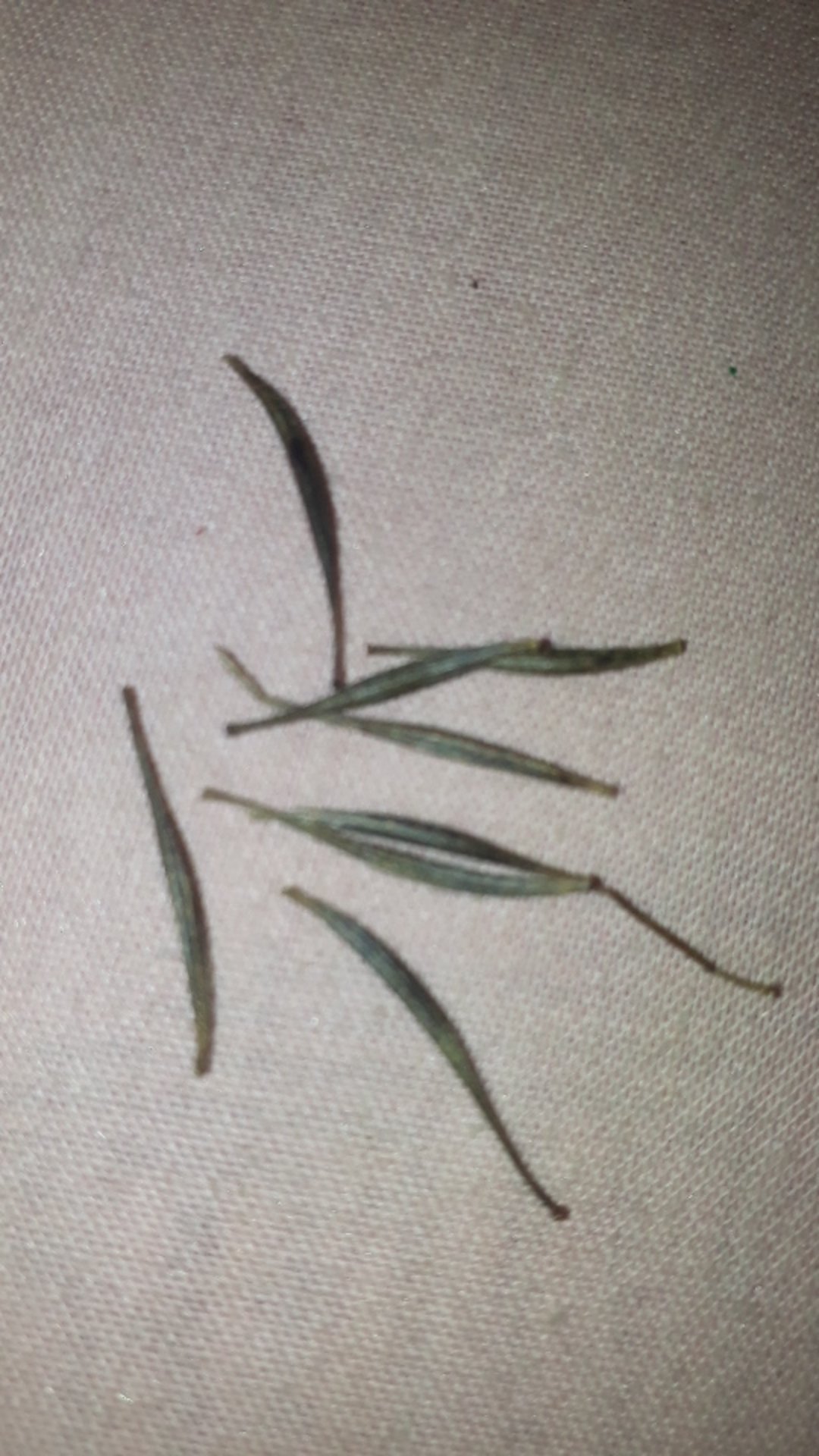 Benih Sayuran Daun Kenikir Bunga Pink / Ungu