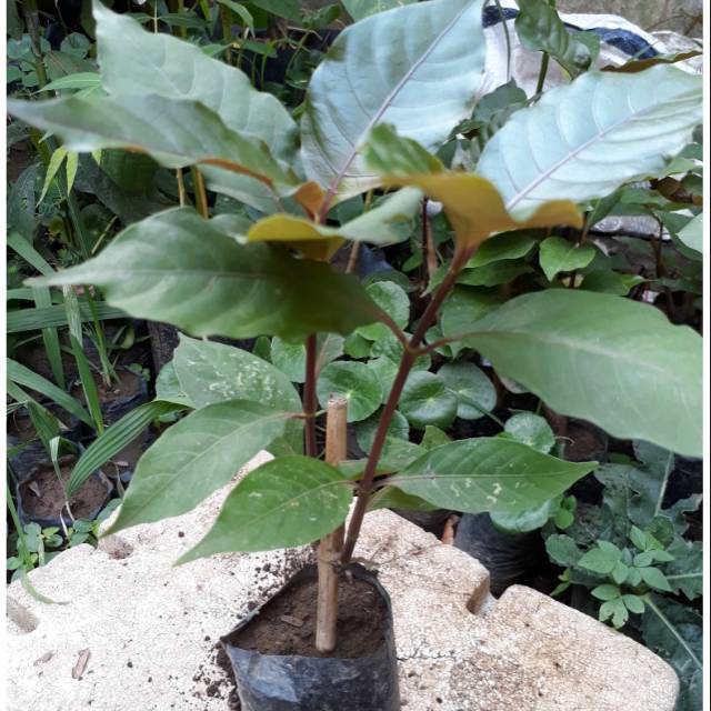 

Bibit daun ungu obat herbal