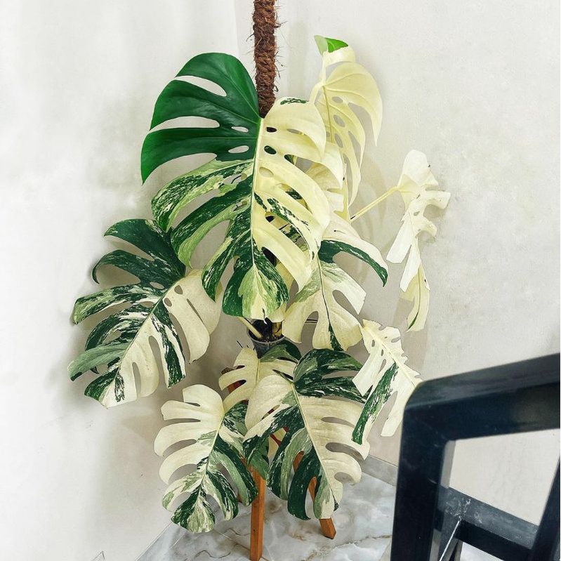 MONSTERA varigata 1 daun cuting || tanaman hias varigata