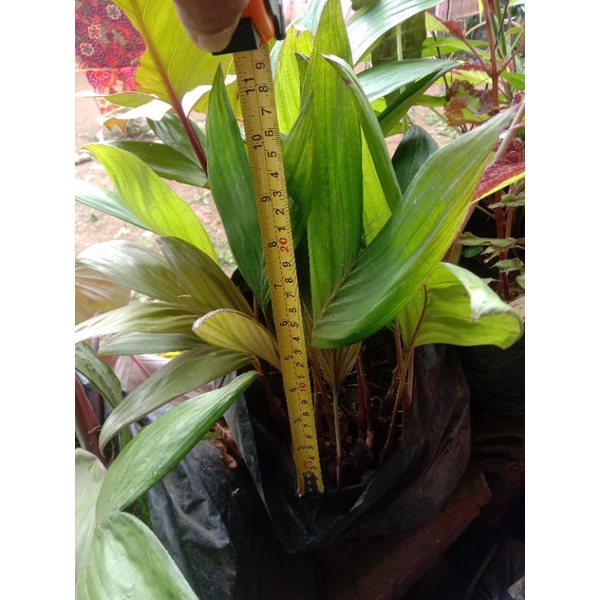 BIBIT SALAK PONDOH / SALAK MANIS / SALAK PONDOH BENIH