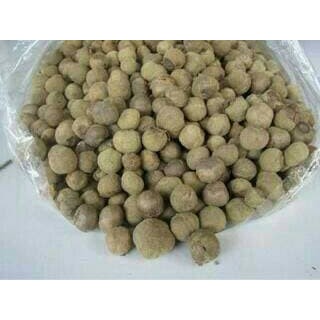 25 benih biji jati jumbo