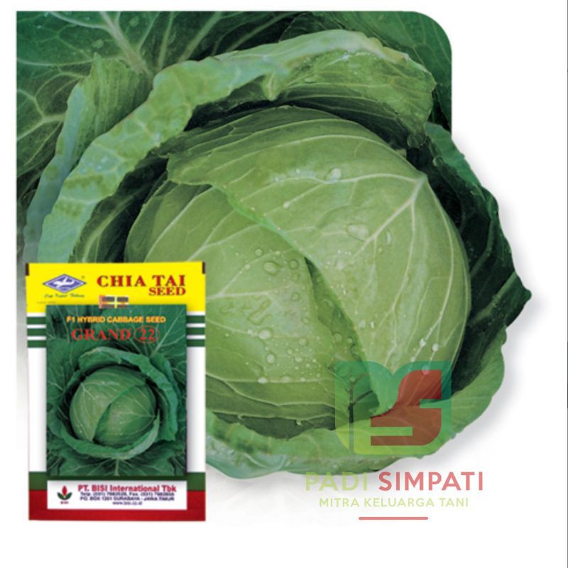 BISI BENIH / BIBIT KUBIS GRAND 22 / ENGKOL 22 15grm