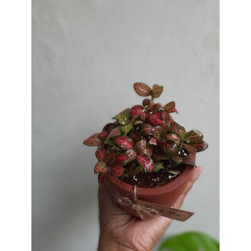 Fittonia Import - mix hijau + merah
