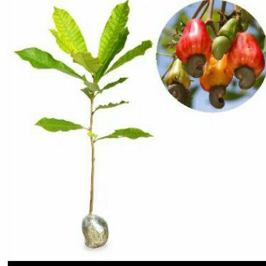 Bibit jambu mete ( jambu monyet )