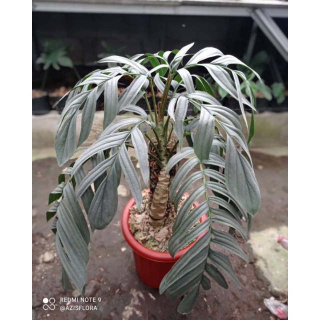 Rhaphidophora tenuis silver (anakan)