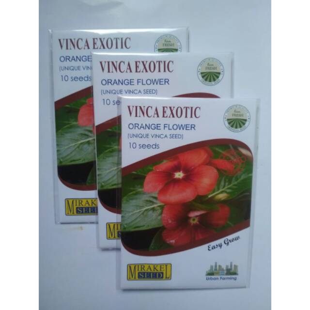 Vinca orange exotic miracle seed