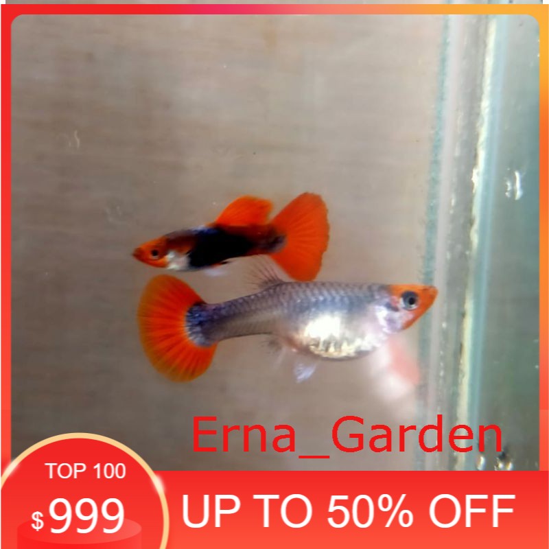 

ikan hias Guppy tuxedo koi - tuxedo koi sepasang betina dan jantan