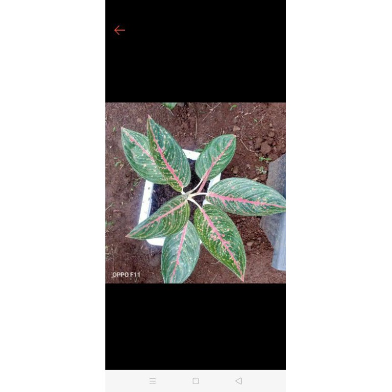 promo aglonema legaci tulang merah