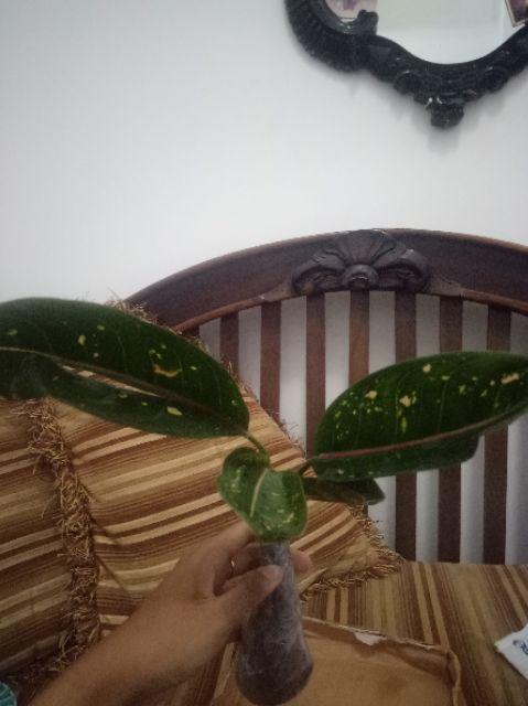 Tanaman Hias Murah 4 Aglonema/paket Aglaonema Hemat Aglo Donacarmen Lipstick Snow White Rotundum