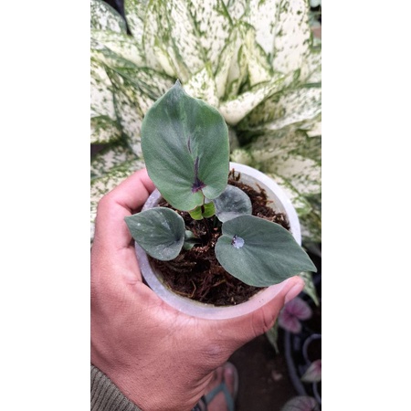 caladium ganesha wilis
