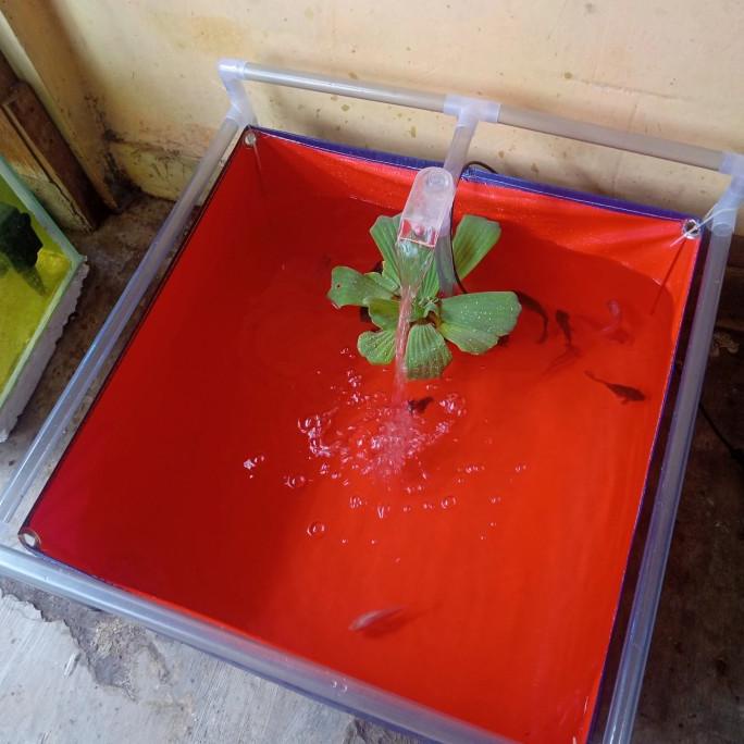 kolam minimalis ikan koi