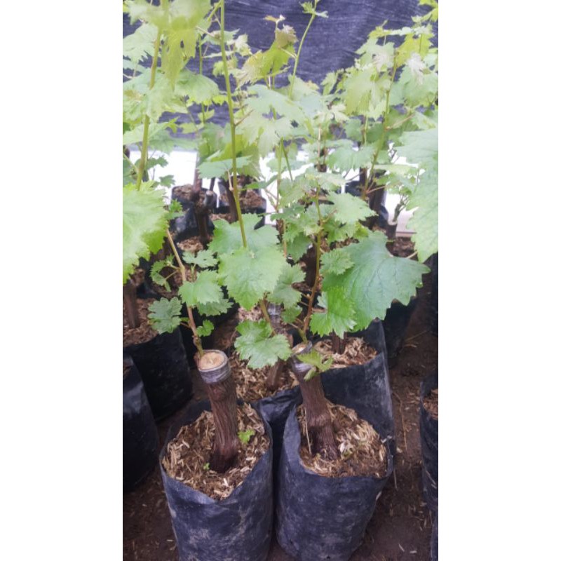 Bibit Anggur Import Harold Hasil Grafting