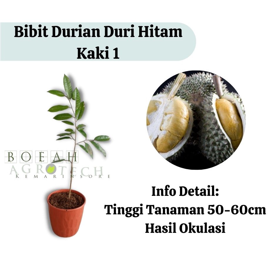 Bibit Durian Duri Hitam Kaki 1 (Jaminan Original)