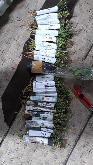 1paket Carnation Lokal