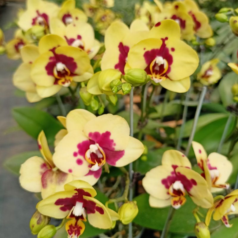 anggrek bulan mini kuning tengah merah(bisa pilih varian warna)tergantung stok