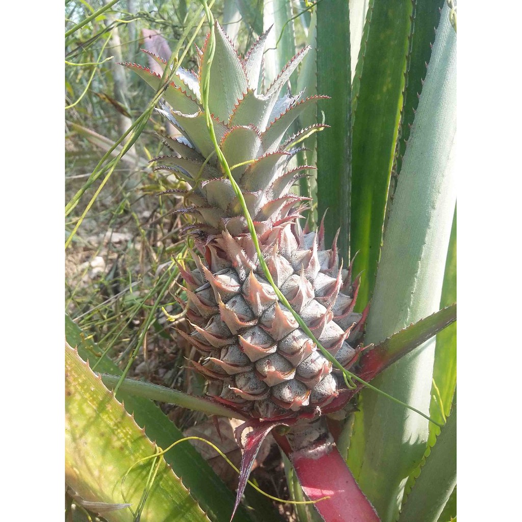 

Nanas Muda Herbal Kesehatan