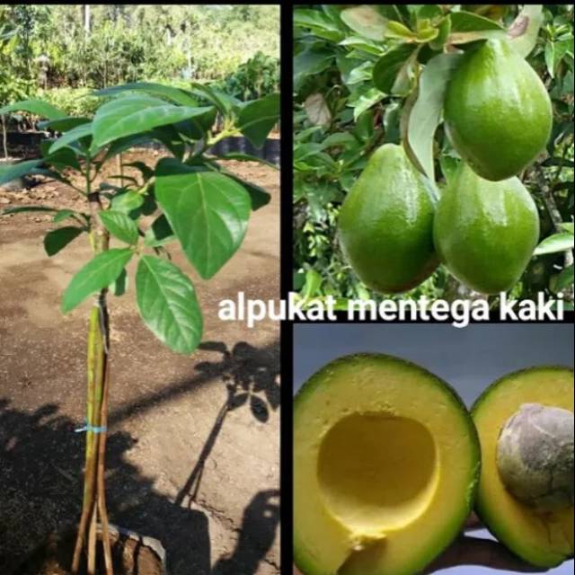 BIBIT ALPUKAT MENTEGA KAKI 3