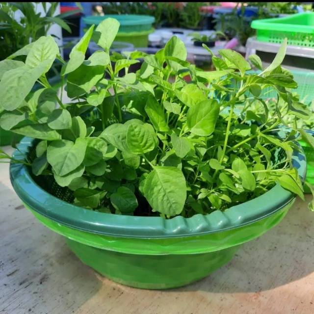 

Hidroponik Minikit Bayam