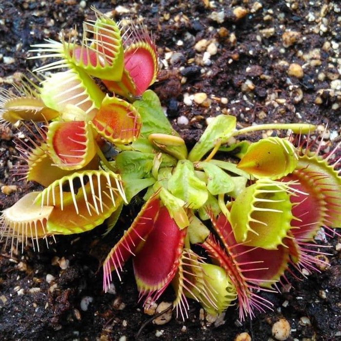 Tanaman karnivora Venus Flytrap Funnel trap / Tricherfalle