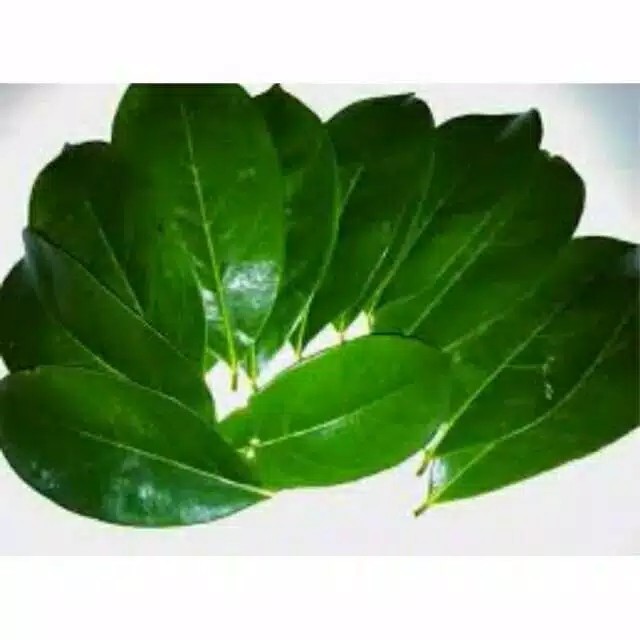 

Daun Sirsak Segar ( asli tidak memakai pestisida )