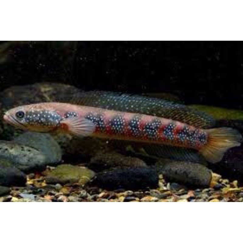 ikan hias channa Asiatica Rsws size 6-7cm