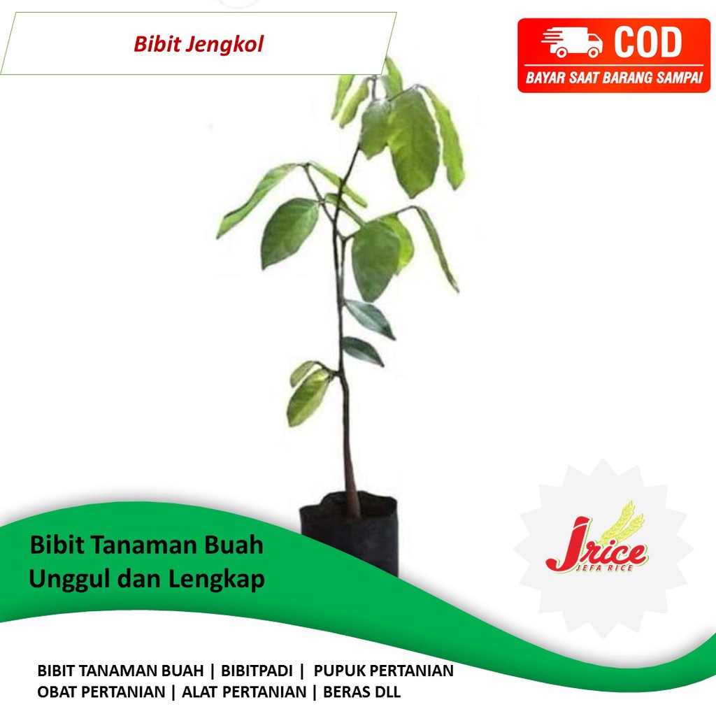 BIBIT JENGKOL SUPER OKULASI OKULASI CEPAT BERBUAH