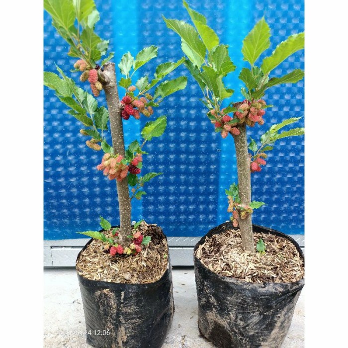 Bibit buah Murbei Jumbo Berbatang Besar - Murbei Jumbo Cangkok