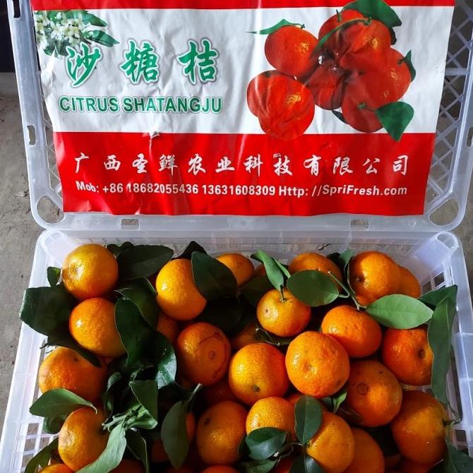 

JERUK MANDARIN SANTANG BIRMA ISI 7 KG / BUAH JERUK IMPORT FRESH/ KADO FH51515ED