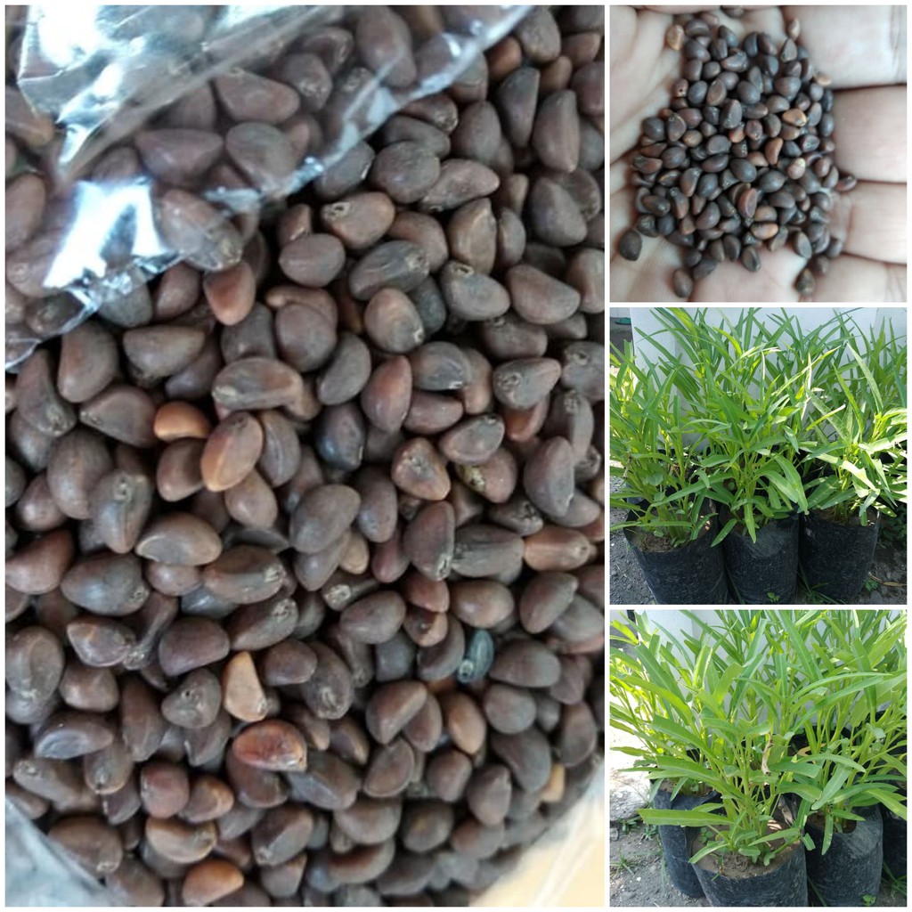 BIBIT BIJI KANGKUNG SUPER