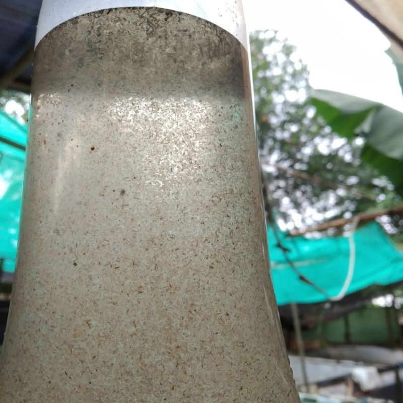 Kutu air/Kutu air pakan ikan cupang