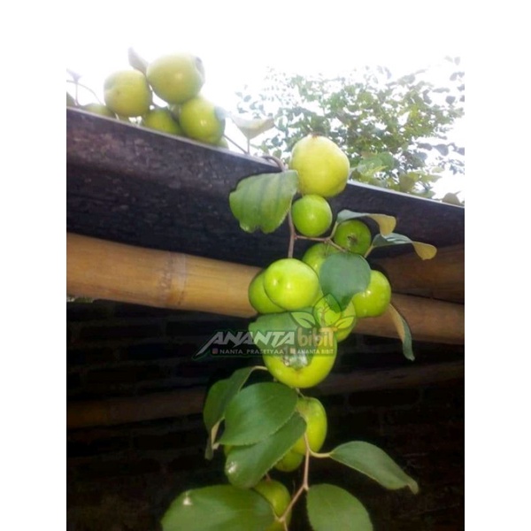 Apel putsa / Apel India siap berbuah