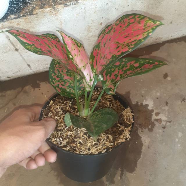 Bibit aglonema dut anjamani-Tanaman hias aglonema dut anjamani