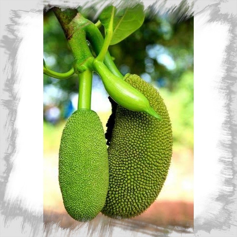 nangka muda atau babal nangka fress 100g isi 5-6 buah